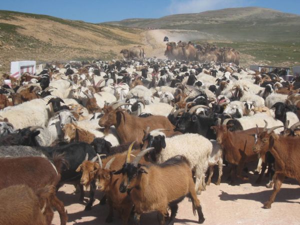 Монгольские козы не учат ПДД